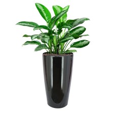 Aglaonema 'Pattaya Beauty' In Hg-3301 Pot (Ø33Cmxh57Cm)